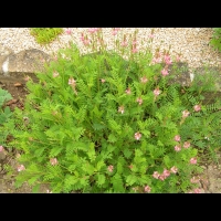 Sainfoin cultive, Onobrychis viciifolia (fam Papilionacees) (Europe, Asie occidentale) (1)
